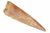 Fossil Pterosaur (Siroccopteryx) Tooth - Morocco #194588-1